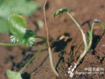 香菜立枯病的防治