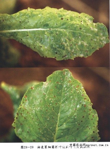 油麦菜细菌性叶斑病的防治