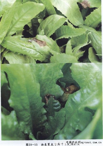 油麦菜灰霉病的防治