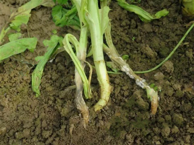 油麦菜菌核病的防治