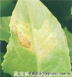 油麦菜霜霉病的防治