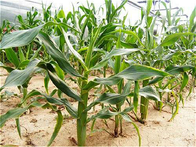 玉米粗缩病和矮花叶病的防治