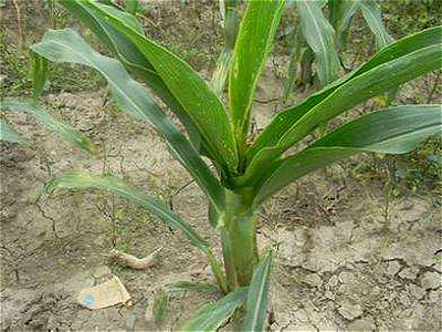 玉米粗缩病和矮花叶病的防治