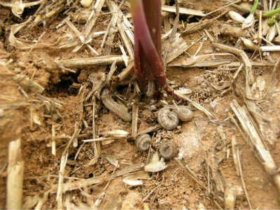 二点委夜蛾的防治