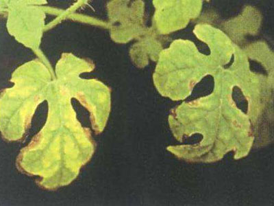 西瓜缺素症的防治