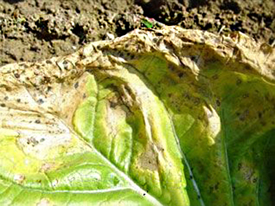 白菜假黑斑病的防治