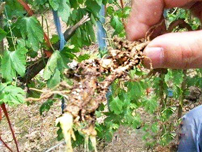 苦瓜白绢病的防治