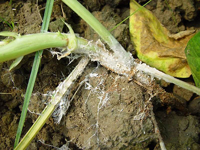 豇豆白绢病的防治