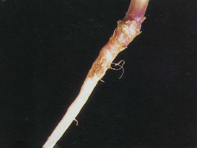 菠菜株腐病的防治