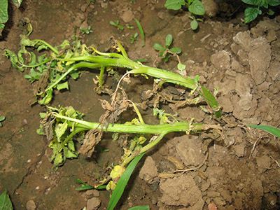 马铃薯枯萎病的防治