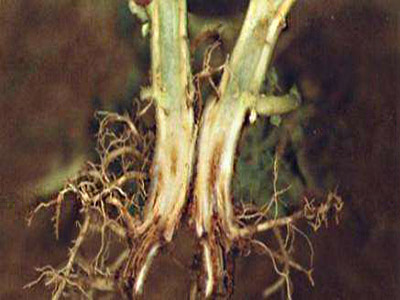 马铃薯枯萎病的防治