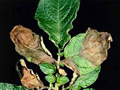 马铃薯枯萎病的防治