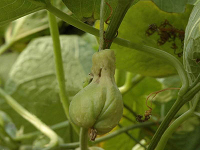 佛手瓜蔓枯病的防治