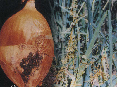 洋葱菌核病的防治