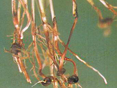 大葱立枯病的防治