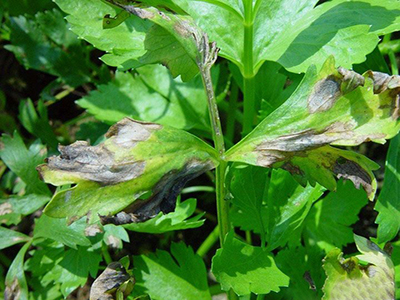 芹菜叶点霉叶斑病的防治