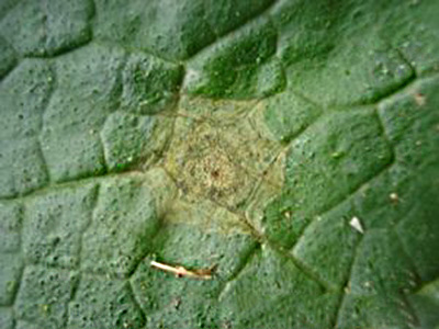 西葫芦子叶炭疽病的防治