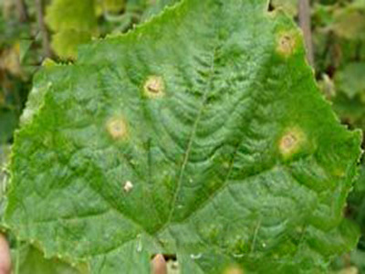 西葫芦子叶炭疽病的防治