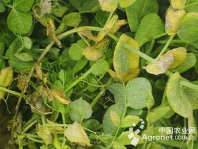 豌豆菌核病的防治
