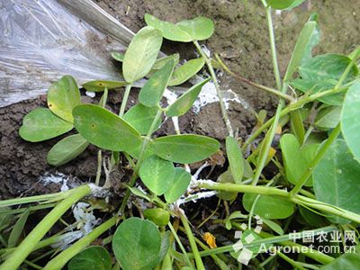 扁豆白绢病的防治