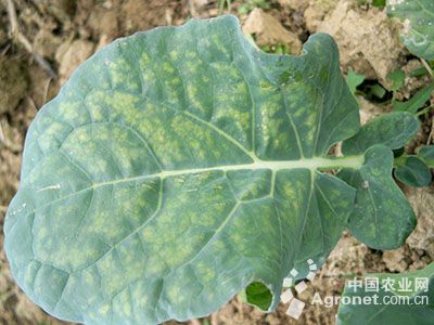 青花菜细菌性角斑病的防治