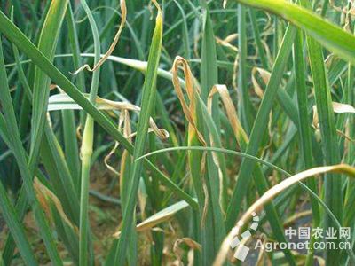 韭菜黄叶病的防治