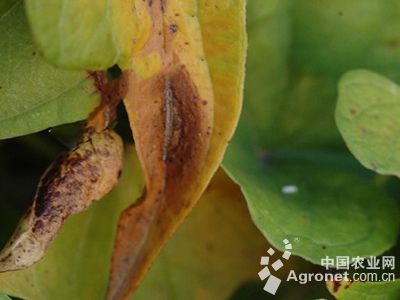 山药根腐病的防治
