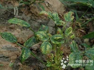 豇豆植原体丛枝病的防治