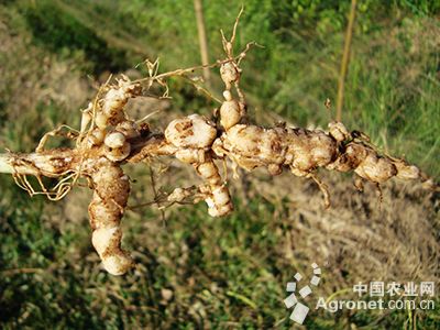 豇豆根结线虫病的防治
