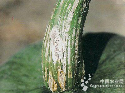 南瓜蔓枯病(小球壳)的防治