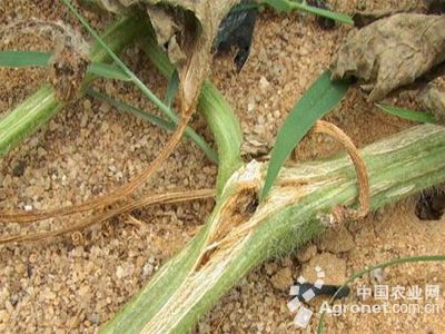 南瓜蔓枯病(小球壳)的防治