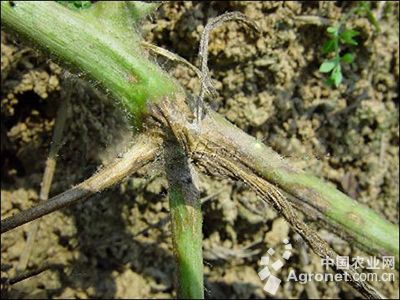南瓜蔓枯病(小球壳)的防治