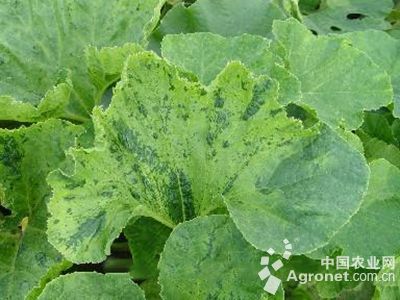 南瓜黄脉病毒病的防治