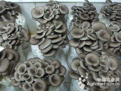 平菇“白疙瘩”的防治