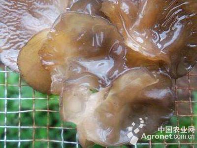 黑木耳畸形的防治