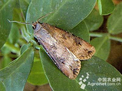 芦笋地老虎的防治