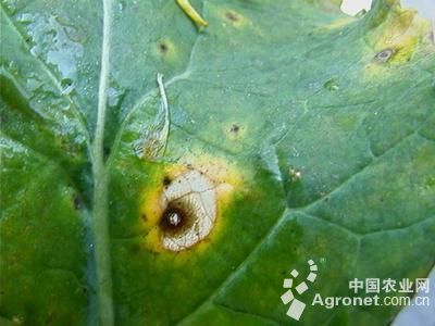 菠菜菌核病的防治