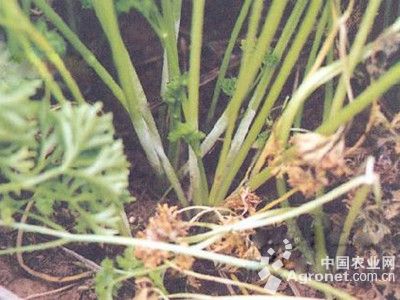 香菜灰霉病的防治