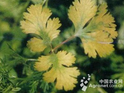 香菜花叶病毒病的防治