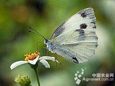 芥蓝菜白蝶的防治