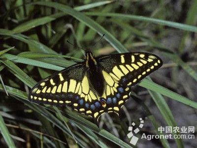 香菜茴香凤蝶的防治