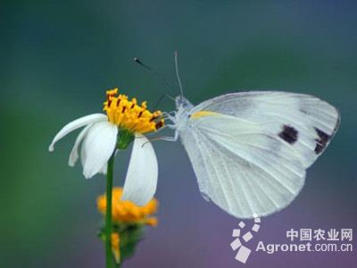 芥蓝菜粉蝶的防治