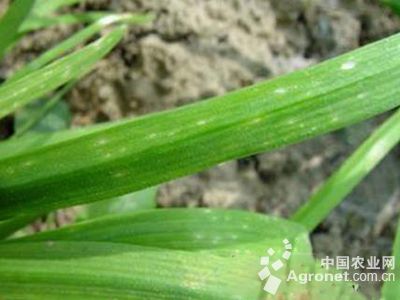 韭菜病毒病的防治
