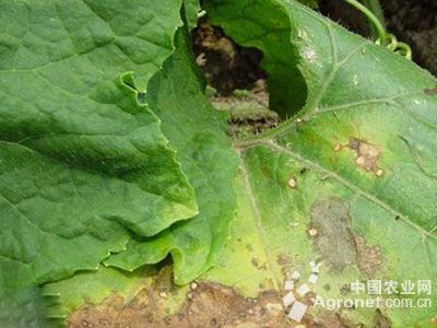 节瓜叶斑病的防治