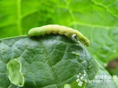 甜椒甜菜夜蛾的防治