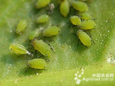节瓜蚜虫的防治