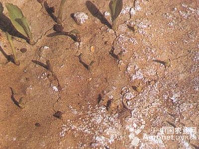 玉米盐酸害的防治