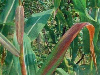 玉米叶鞘紫斑病的防治