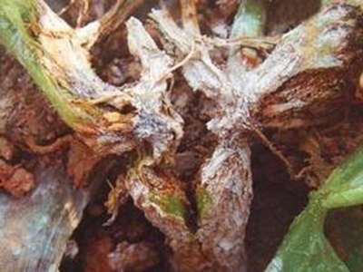 甜瓜萎蔫病(细菌性枯萎病、青枯病)的防治