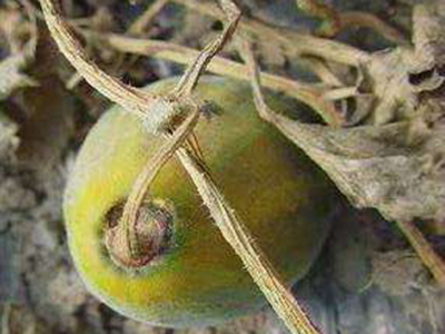 甜瓜萎蔫病(细菌性枯萎病、青枯病)的防治